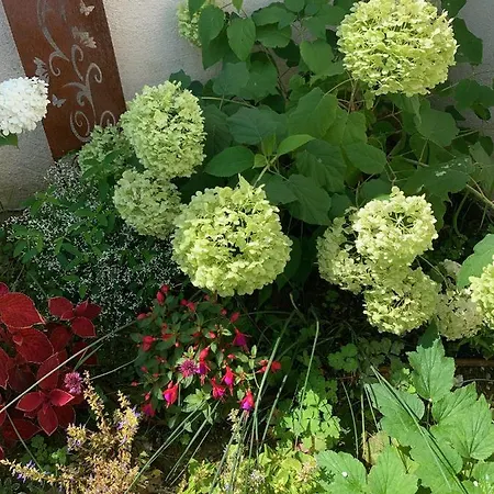 La Glycine Bed & Breakfast Sainte-Colombe (Isere)